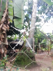 Argiope argentata