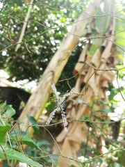 Argiope argentata