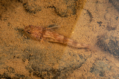 Gobiomorphus basalis