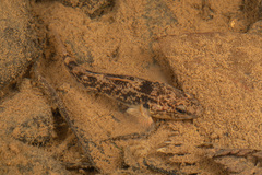 Gobiomorphus basalis