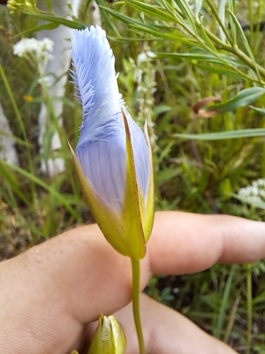Image of Gentianopsis virgata by no rights reserved