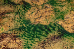 Gobiomorphus basalis