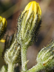 Pilosella lactucella, photograph (c) Patrick Hacker, some rights reserved (CC BY)
