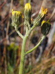 Pilosella lactucella, photograph (c) Patrick Hacker, some rights reserved (CC BY)