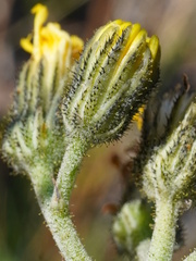 Pilosella lactucella, photograph (c) Patrick Hacker, some rights reserved (CC BY)