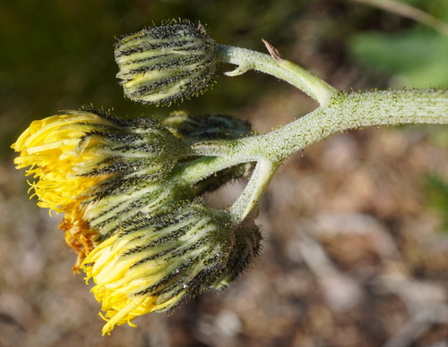 Pilosella lactucella, photograph 4