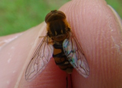 Parhelophilus obsoletus