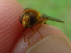 Parhelophilus obsoletus