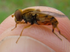 Parhelophilus obsoletus