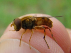 Parhelophilus obsoletus