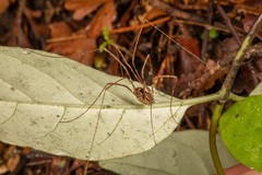 Forsteropsalis pureora