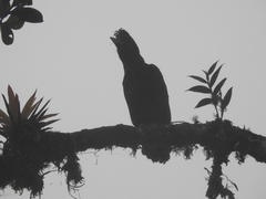 Cephalopterus penduliger