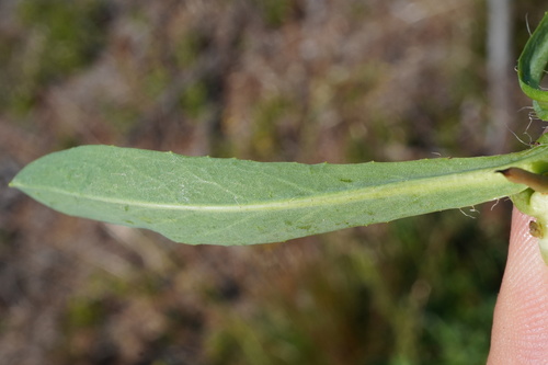 Image of Lettuce Hawkweed (Pilosella lactucella) by (c) Patrick Hacker, some rights reserved (CC BY)