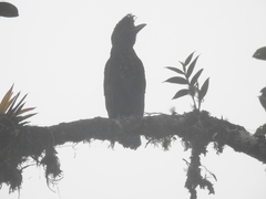 Cephalopterus penduliger