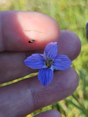 Image of Gentianopsis detonsa by (c) Alessia Guggisberg, some rights reserved (CC BY-SA)