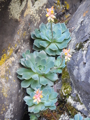 Echeveria secunda