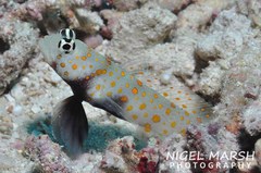 Amblyeleotris guttata