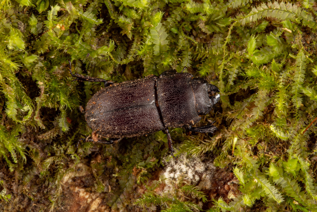 Paralissotes stewarti