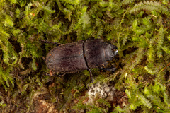 Paralissotes stewarti