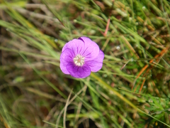 Geranium potentillifolium