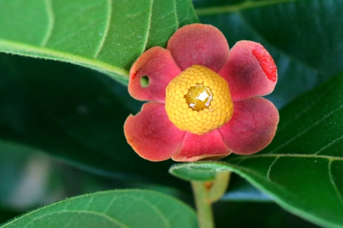 Image of Uvaria littoralis by no rights reserved