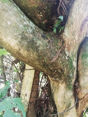 Gonatodes albogularis