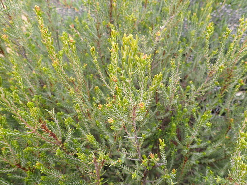 Image of Passerina obtusifolia by (c) Nicola van Berkel, some rights reserved (CC BY-SA)