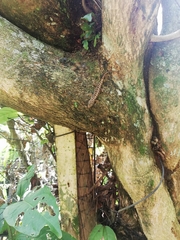 Gonatodes albogularis