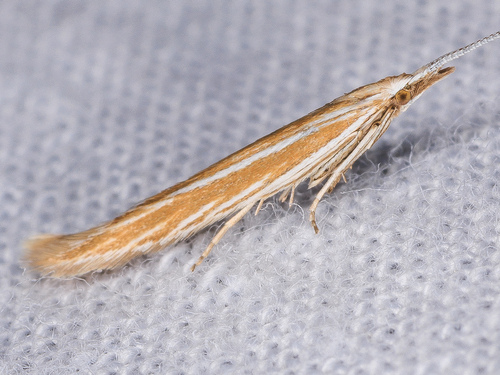 iNaturalist observation photo of Coleophora acutipennella