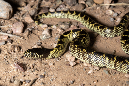 Desert Kingsnake (Lampropeltis splendida), a species recorded in New Mexico