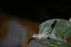 Scinax garbei