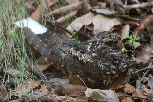 Mexican Whip-poor-will (Antrostomus arizonae), photo 10