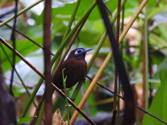 Hafferia zeledoni
