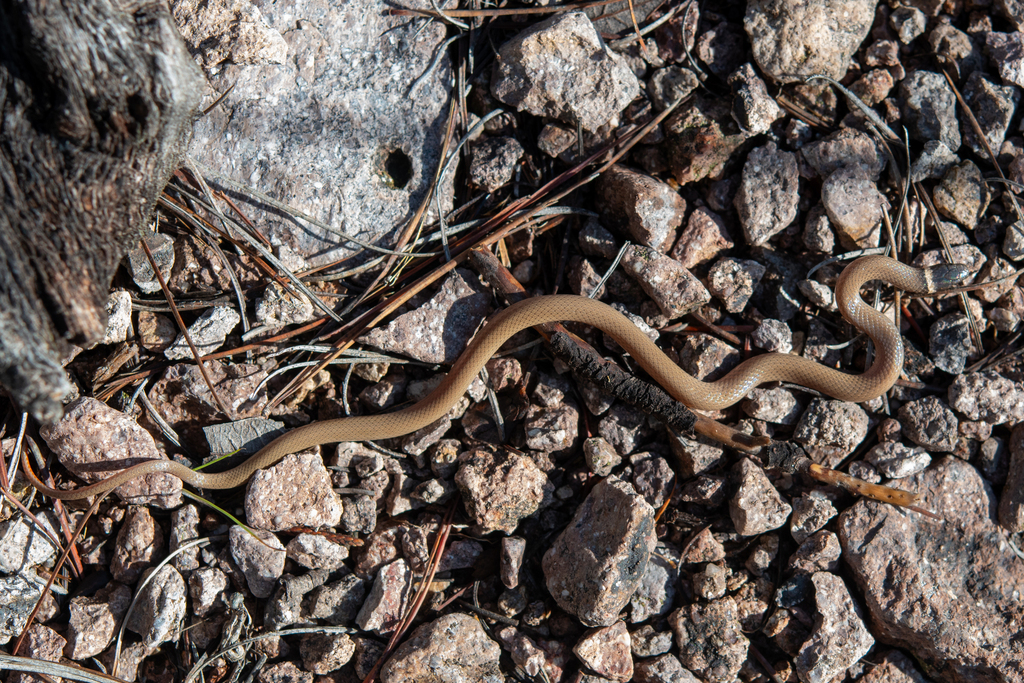 Chihuahuan Black-headed Snake