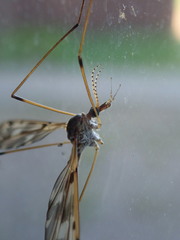 Tipula longiventris