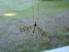 Tipula longiventris