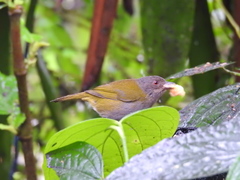 Chlorospingus semifuscus