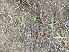 Eriogonum apiculatum