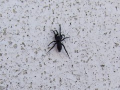Drassyllus