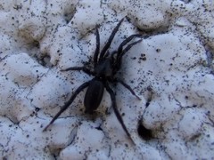 Drassyllus