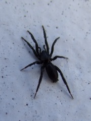 Drassyllus