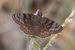 Erynnis meridianus