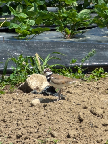 Killdeer photographed in New Hampshire