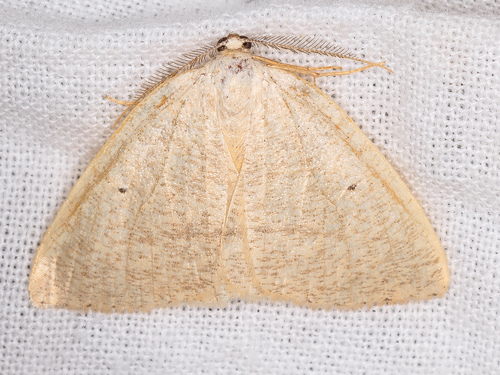 iNaturalist observation photo of Eudrepanulatrix rectifascia