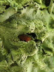 Triplax thoracica