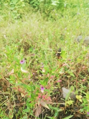 Hypselonotus interruptus