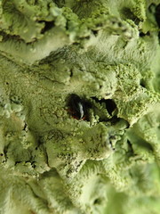 Triplax thoracica