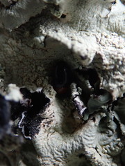 Triplax thoracica