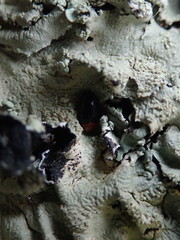 Triplax thoracica