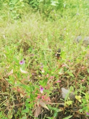 Hypselonotus interruptus